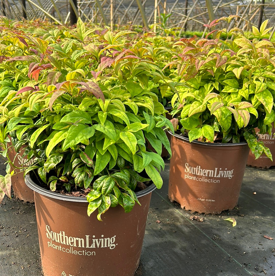 Blush Pink Nandina with pink red and green foliage