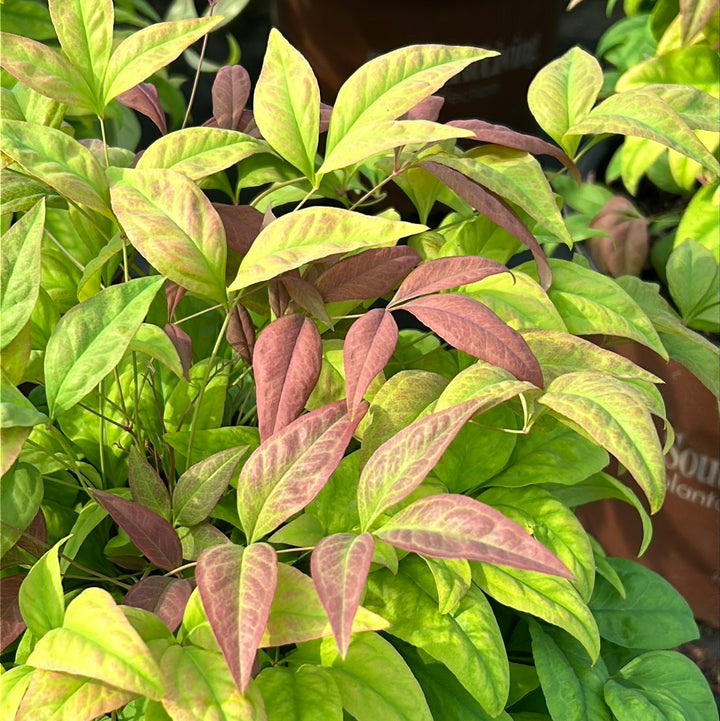 Blush Pink Nandina with pink red and green foliage