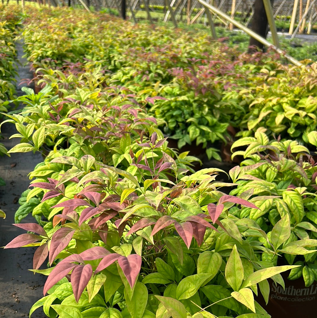 Blush Pink Nandina with pink red and green foliage