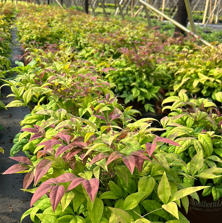 Blush Pink Nandina with pink red and green foliage