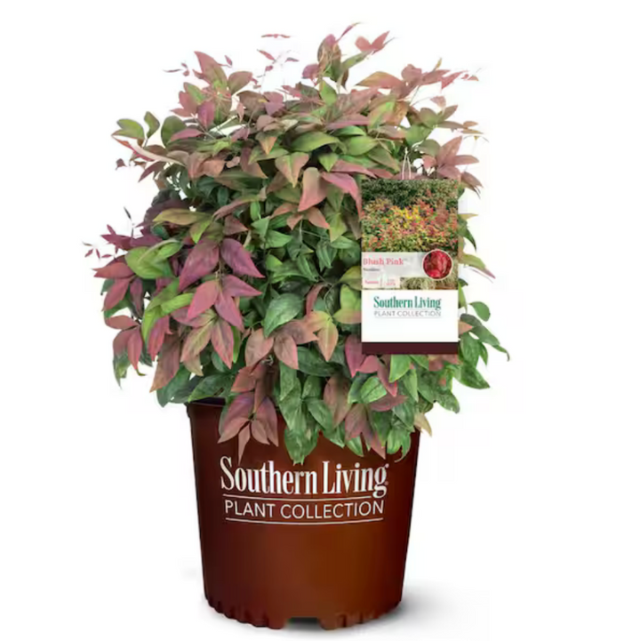 Blush Pink Nandina with pink red and green foliage
