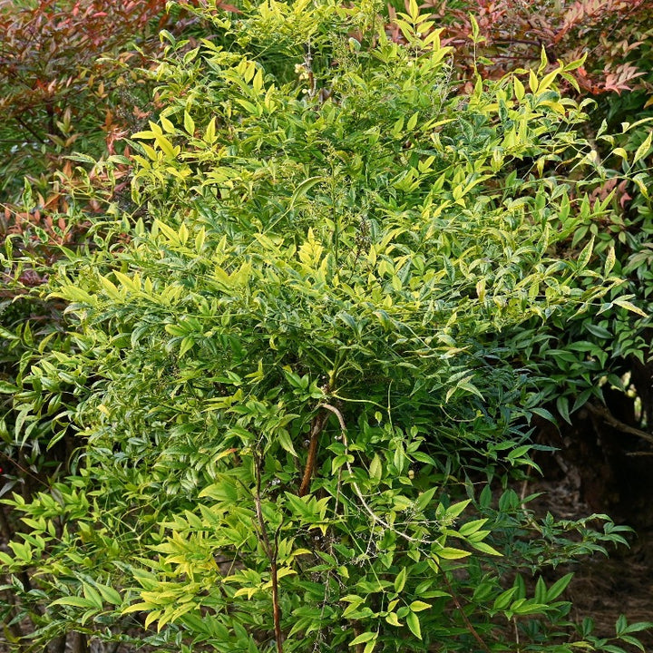 Cool Glow Lime Nandina with chartreuse and lime green foliage