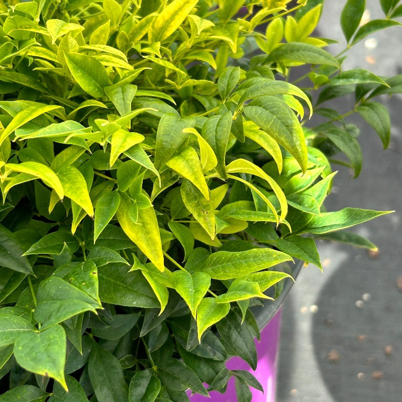 Cool Glow Lime Nandina with chartreuse and lime green foliage