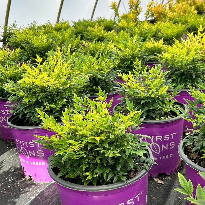 Cool Glow Lime Nandina with chartreuse and lime green foliage