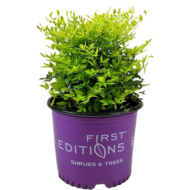 Cool Glow Lime Nandina with chartreuse and lime green foliage