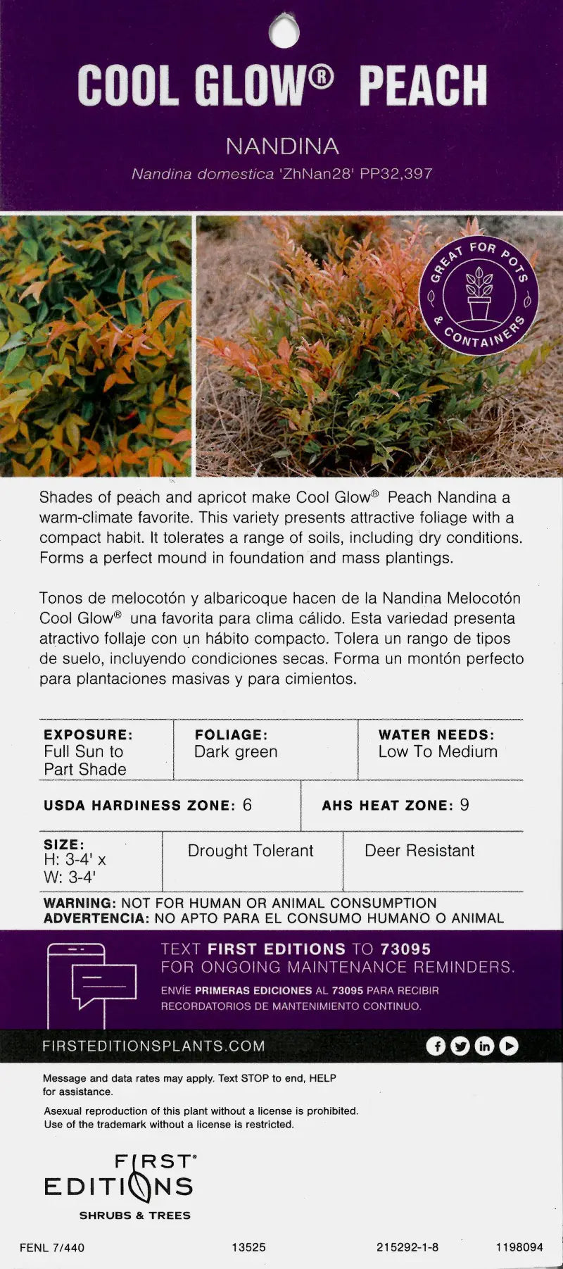 Cool Glow Peach Nandina with peach apricot and green foliage