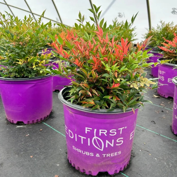 Cool Glow Peach Nandina with peach apricot and green foliage