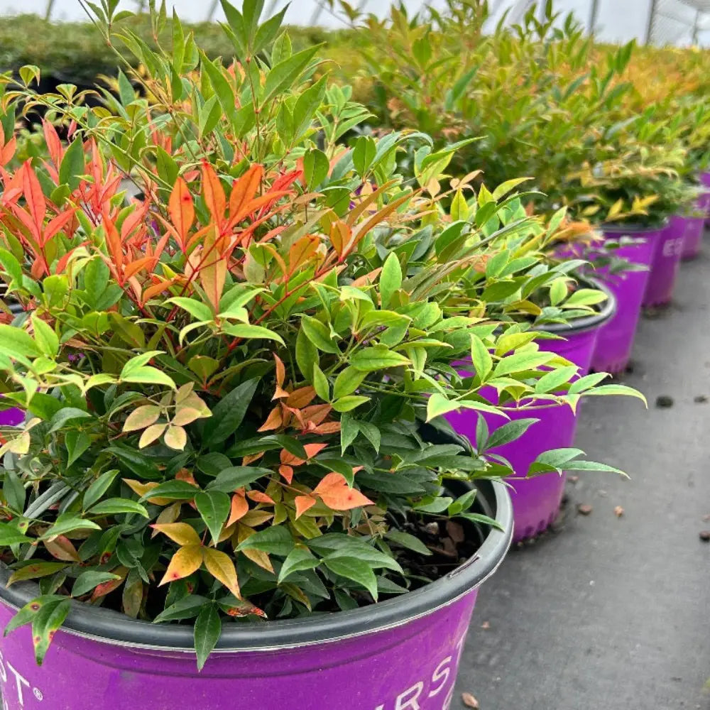 Cool Glow Peach Nandina with peach apricot and green foliage