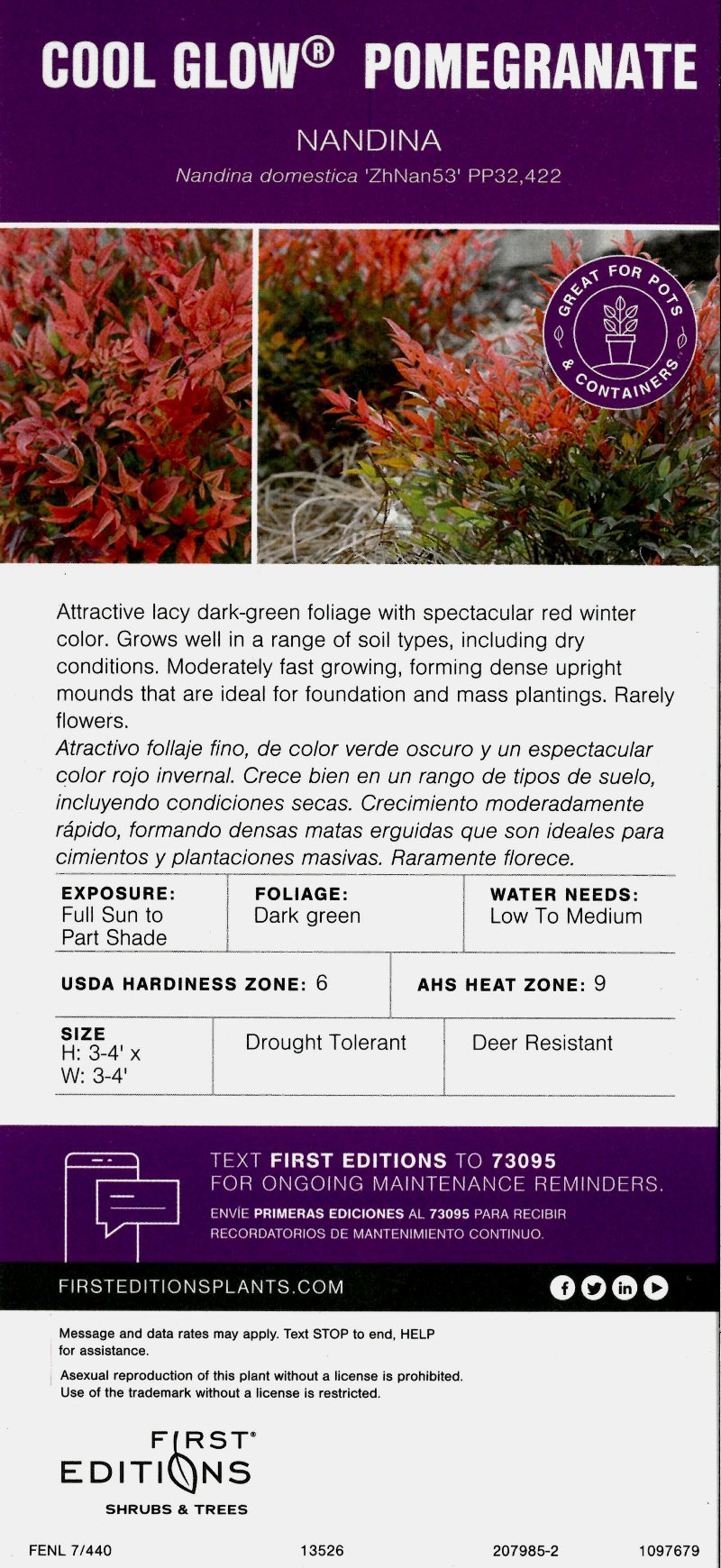 Cool Glow Pomegranate Nandina with dark green foliage turning red