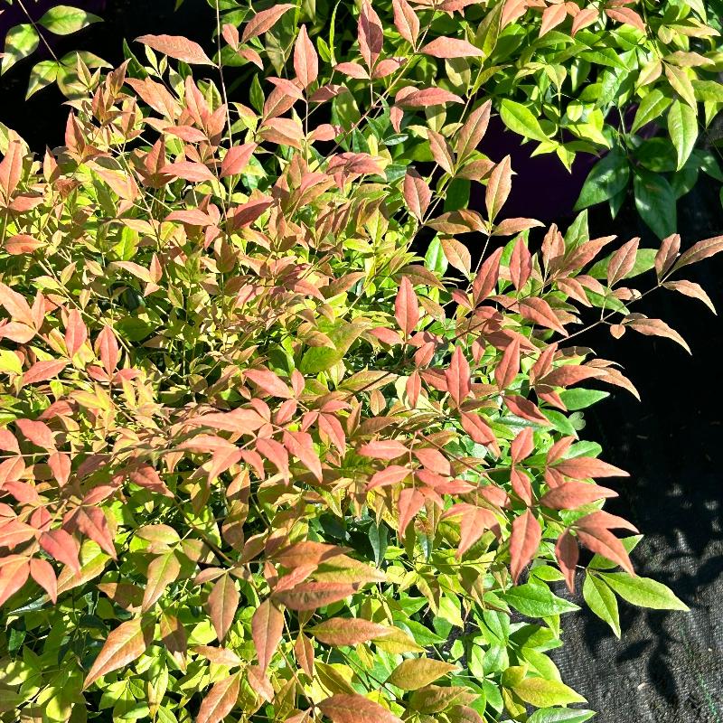 Cool Glow Pomegranate Nandina with dark green foliage turning red