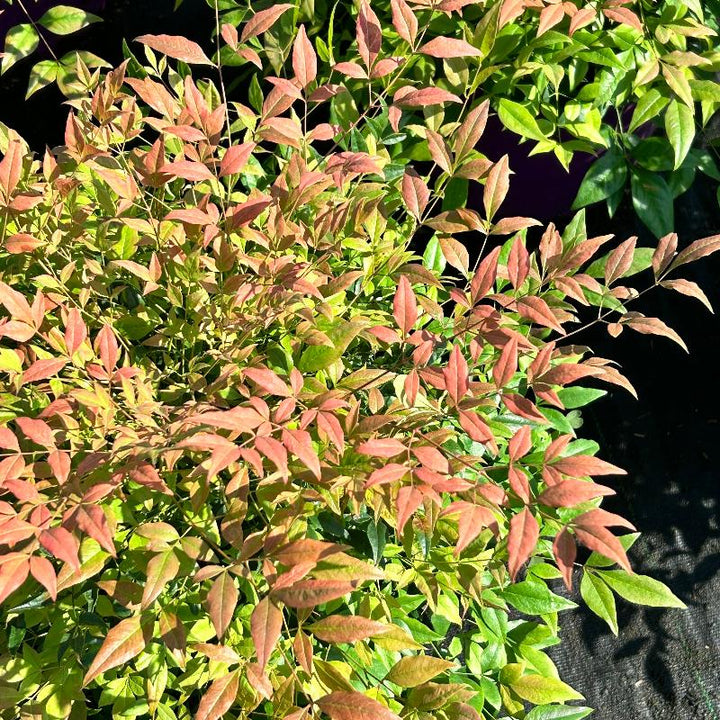 Cool Glow Pomegranate Nandina with dark green foliage turning red
