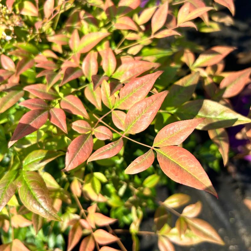 Cool Glow Pomegranate Nandina with dark green foliage turning red