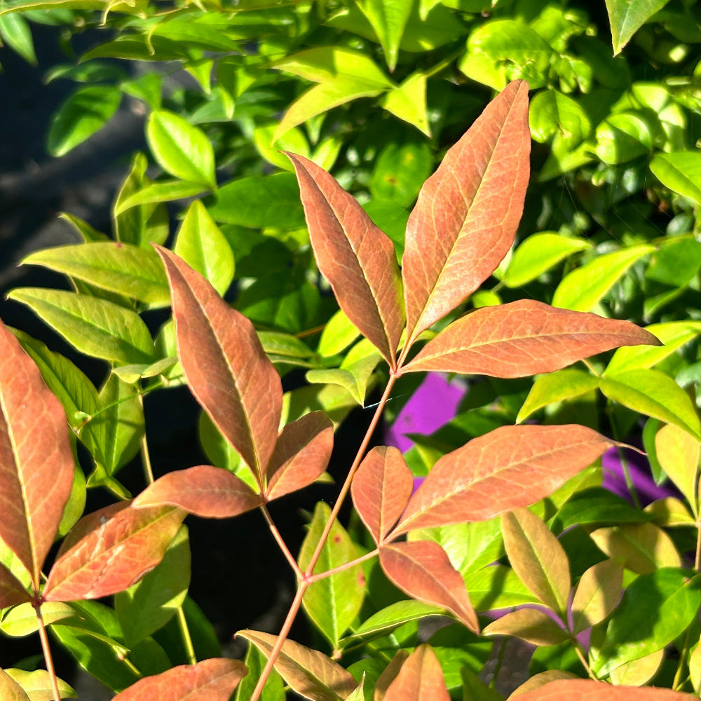 Cool Glow Pomegranate Nandina with dark green foliage turning red