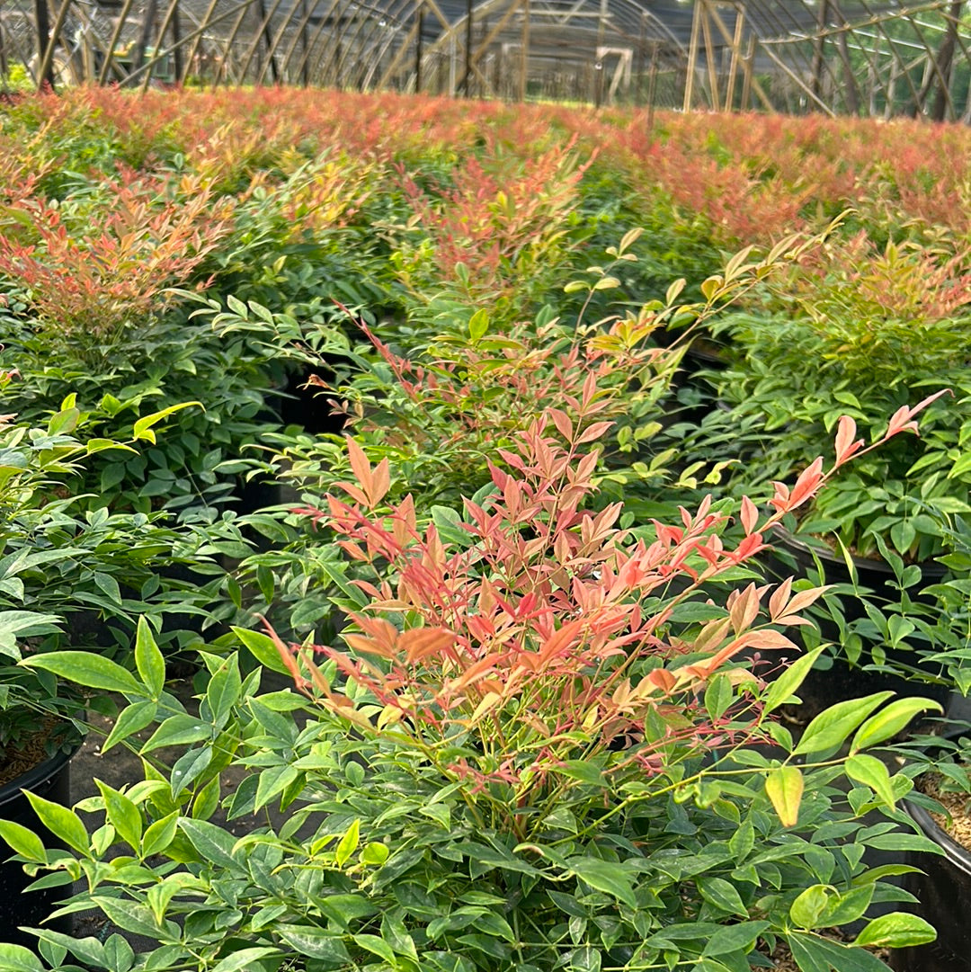 Gulf Stream Heavenly Bamboo - Nandina domestica 'Gulf Stream