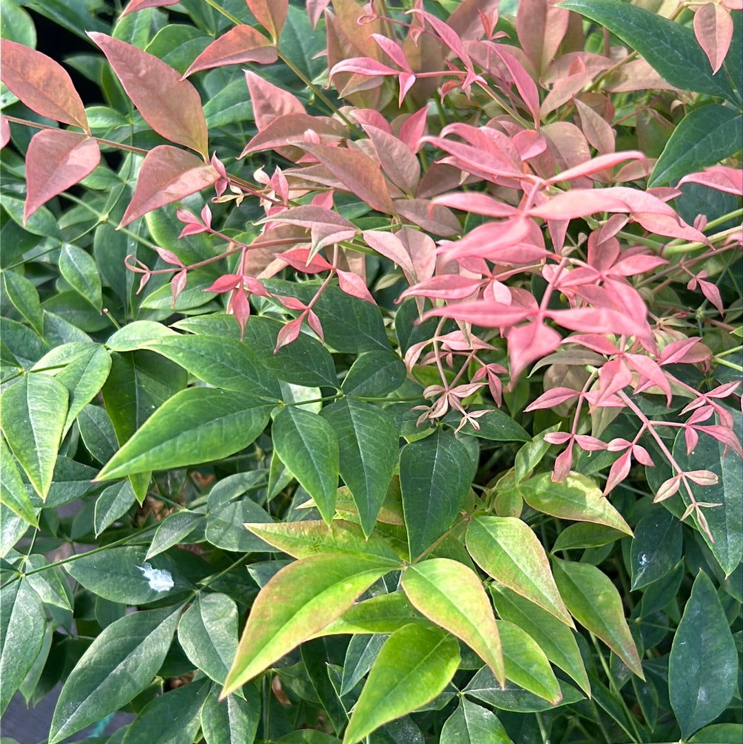Gulf Stream Nandina with red blue green and yellow foliage