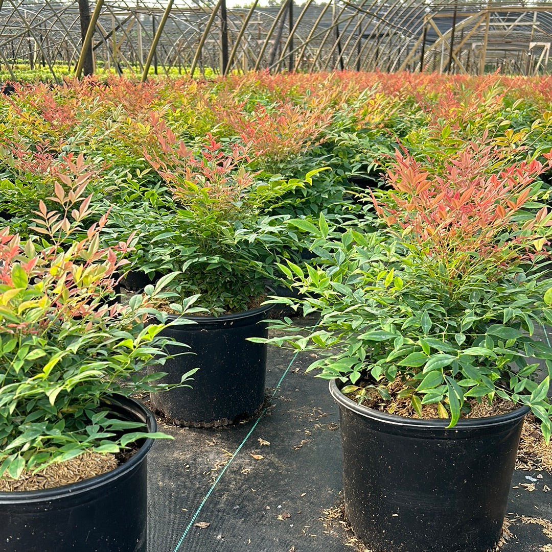 Gulf Stream Heavenly Bamboo - Nandina domestica 'Gulf Stream