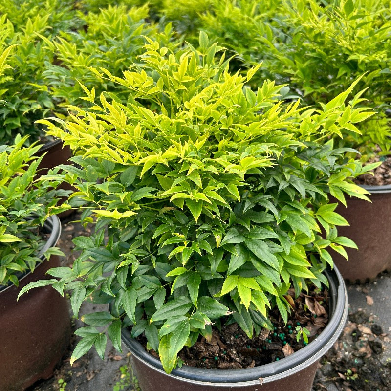 Lemon Lime Nandina with chartreuse and lime green foliage