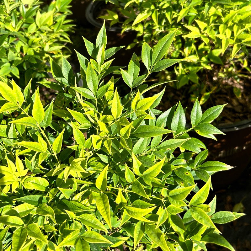 Lemon Lime Nandina with chartreuse and lime green foliage