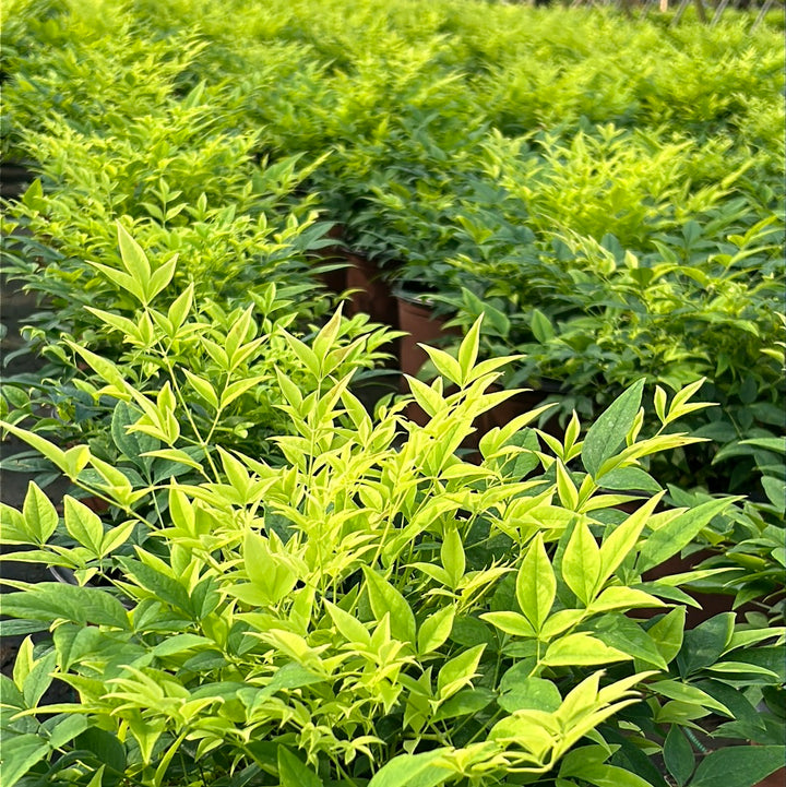 Lemon Lime Nandina with chartreuse and lime green foliage