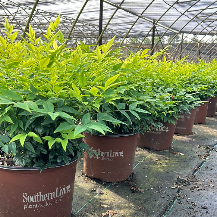 Lemon Lime Nandina with chartreuse and lime green foliage