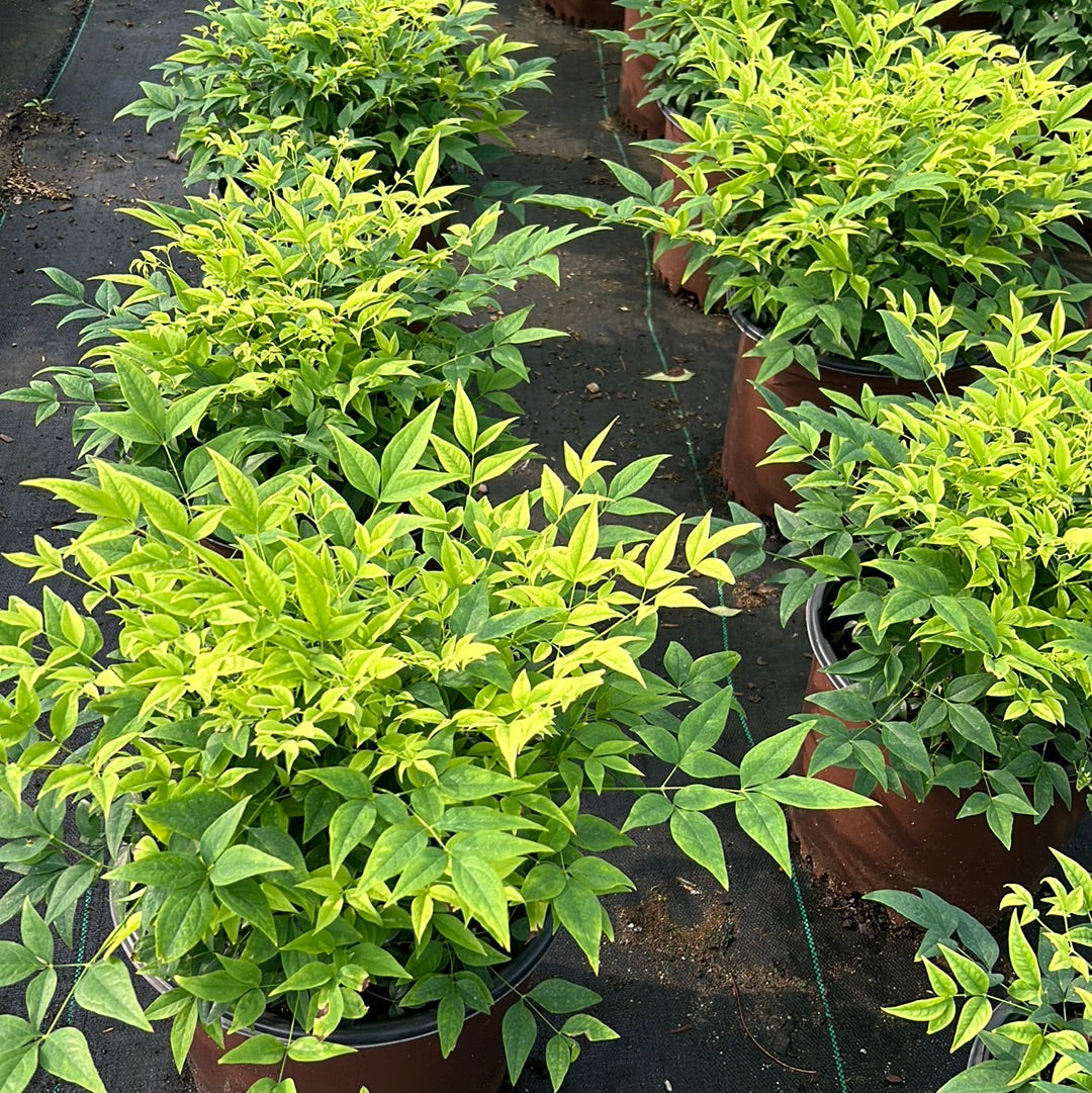 Lemon Lime Nandina with chartreuse and lime green foliage
