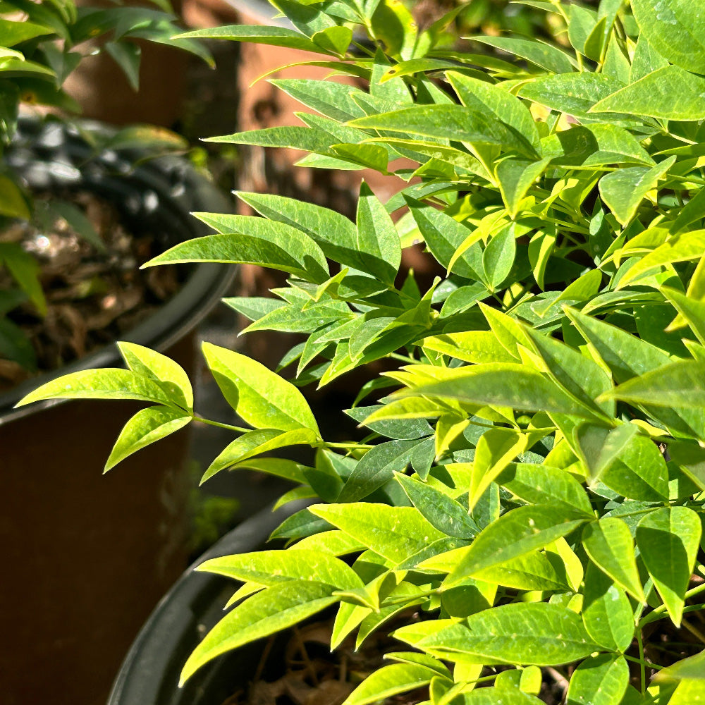 Lemon Lime Nandina with chartreuse and lime green foliage