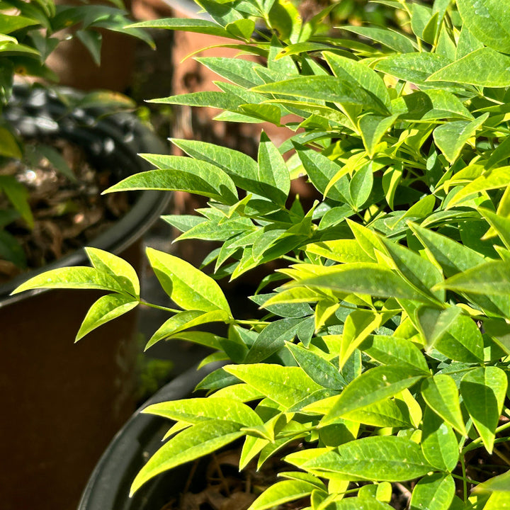 Lemon Lime Nandina with chartreuse and lime green foliage
