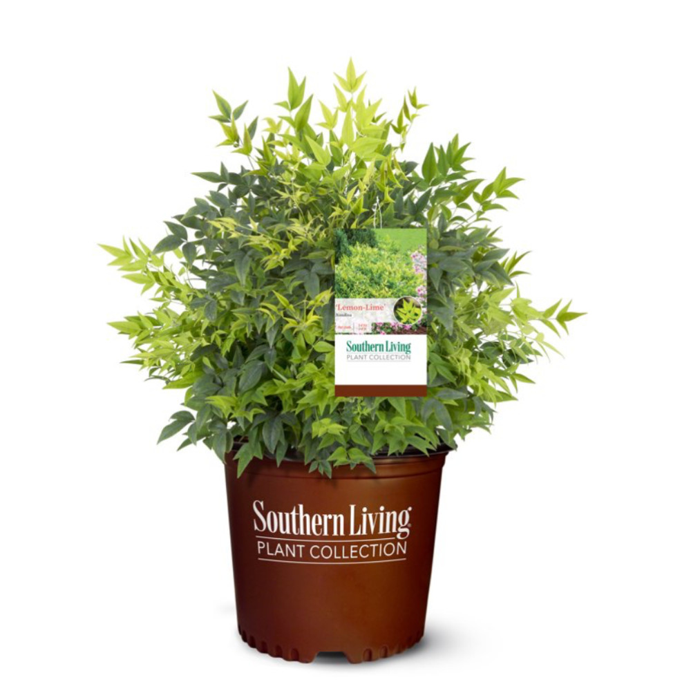 Lemon Lime Nandina with chartreuse and lime green foliage