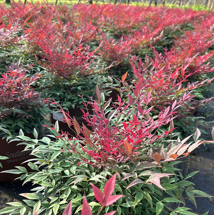Obsession Nandina with deep red new foliage and dark green leaves