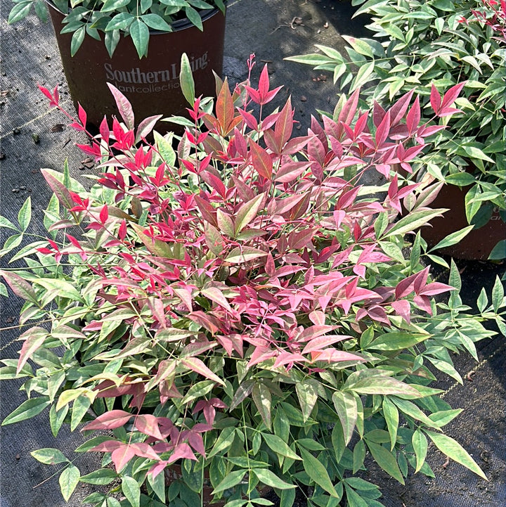 Obsession Nandina with deep red new foliage and dark green leaves