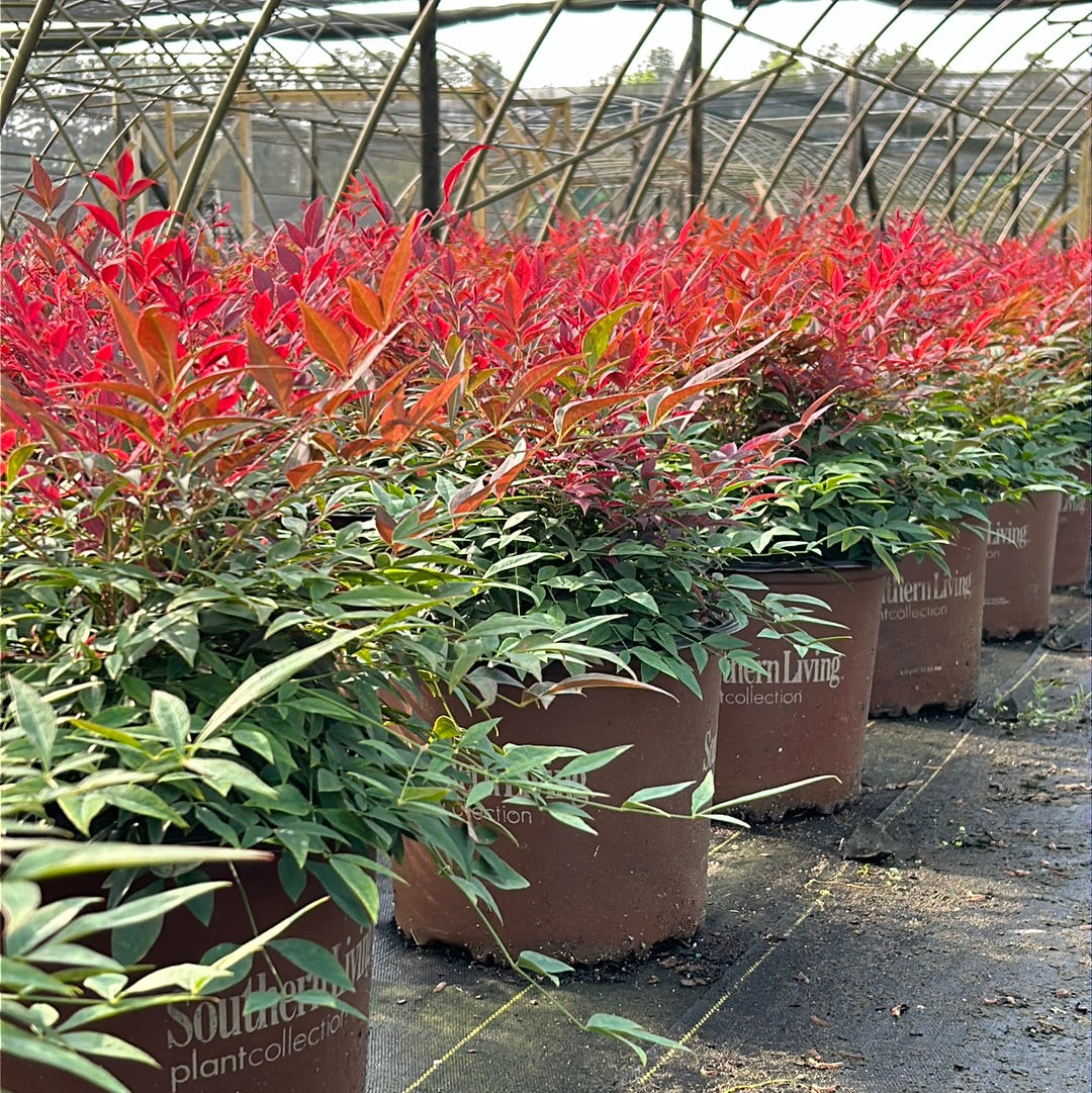 Obsession Heavenly Bamboo
