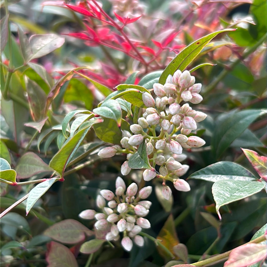 Obsession Heavenly Bamboo