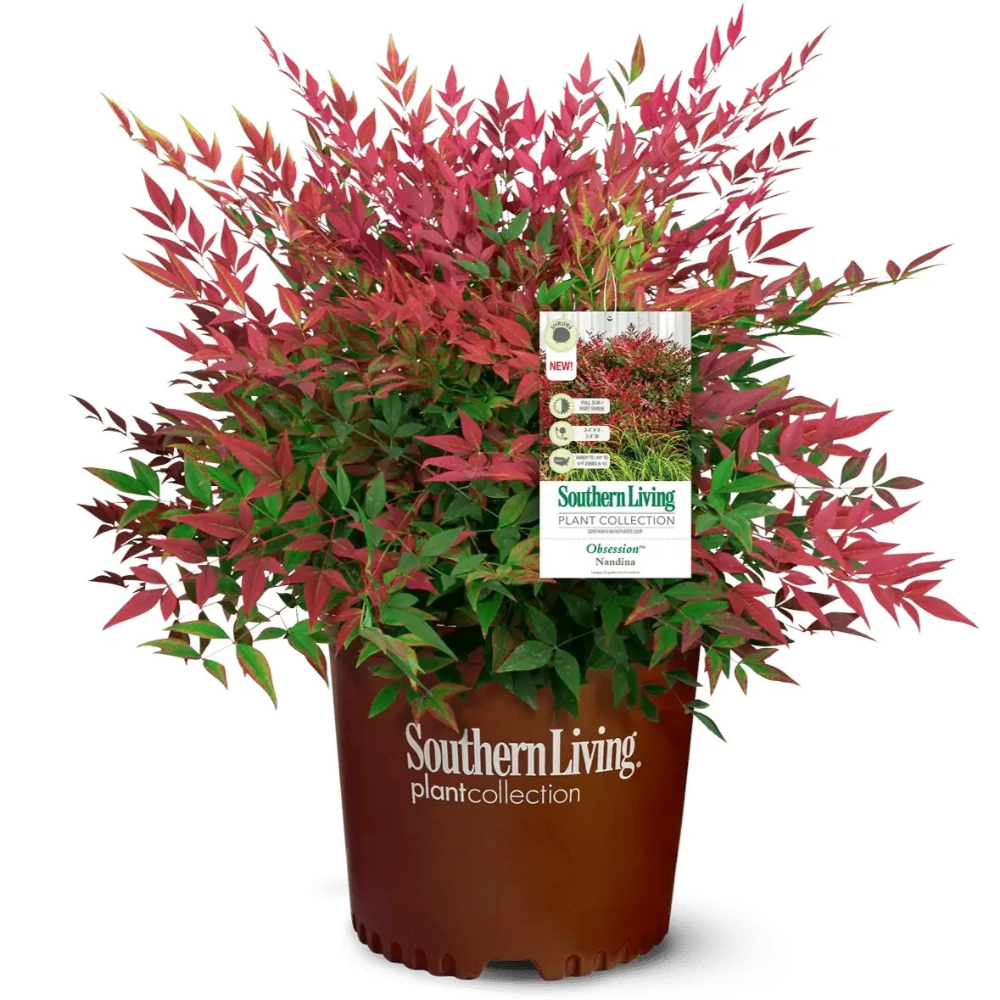 Obsession Nandina with deep red new foliage and dark green leaves