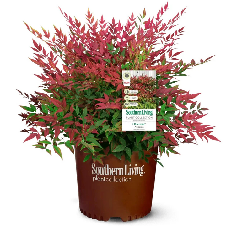 Obsession Nandina with deep red new foliage and dark green leaves