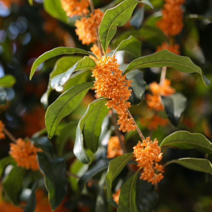 Orange Fragrant Tea Olive with dark green foliage and orange flowers