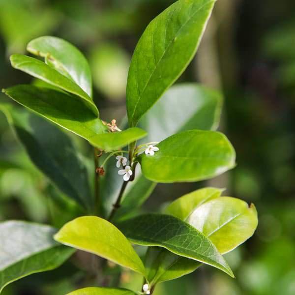 Orange Fragrant Tea Olive with dark green foliage and orange flowers