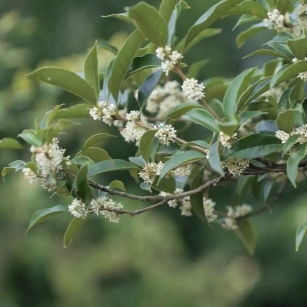 Fragrant Tea Olive with glossy green foliage and fragrant white flowers