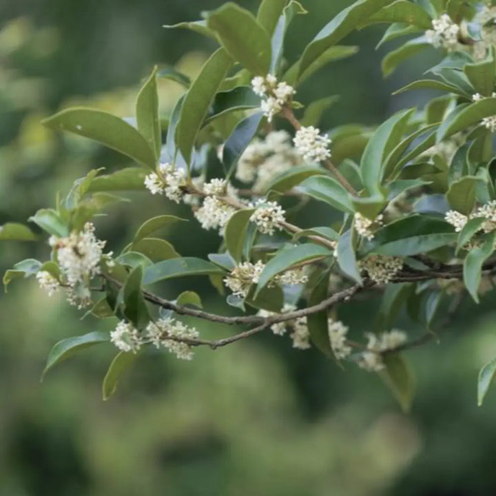 Fragrant Tea Olive with glossy green foliage and fragrant white flowers