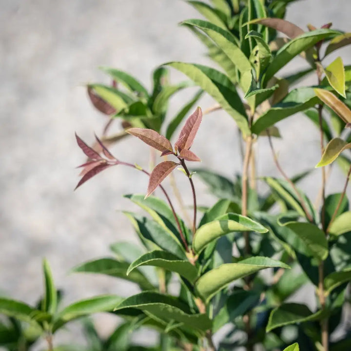 Fragrant Tea Olive with glossy green foliage and fragrant white flowers