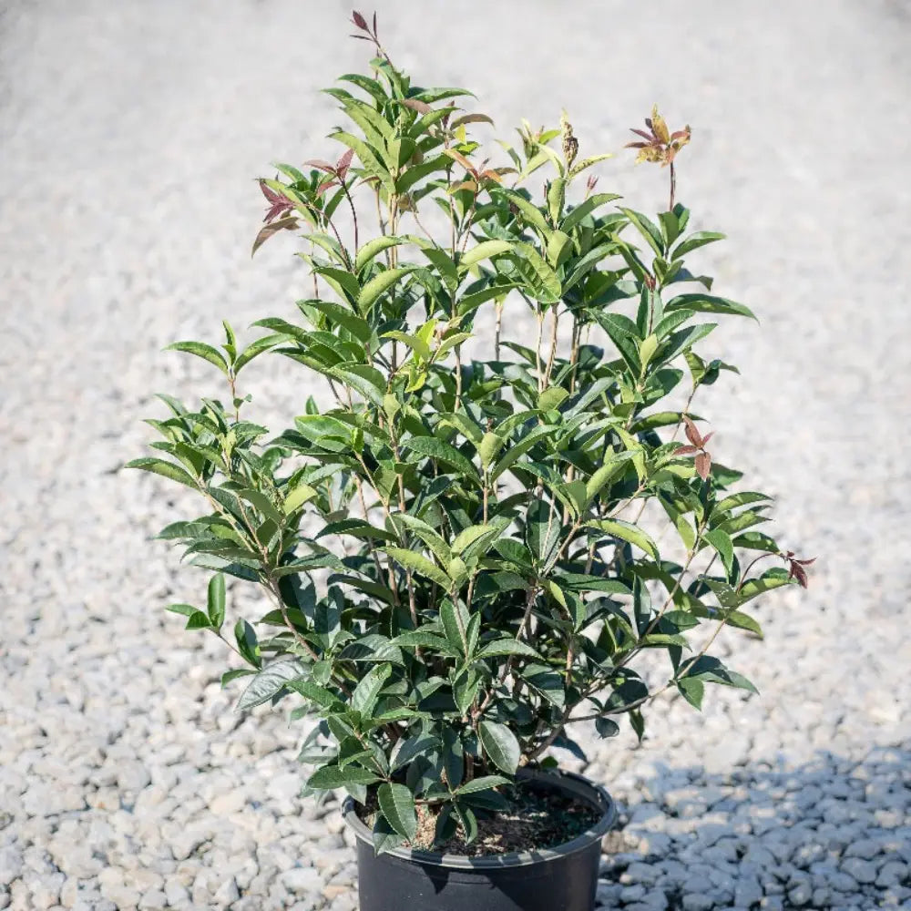 Osmanthus fragrans | GoBuyPlants