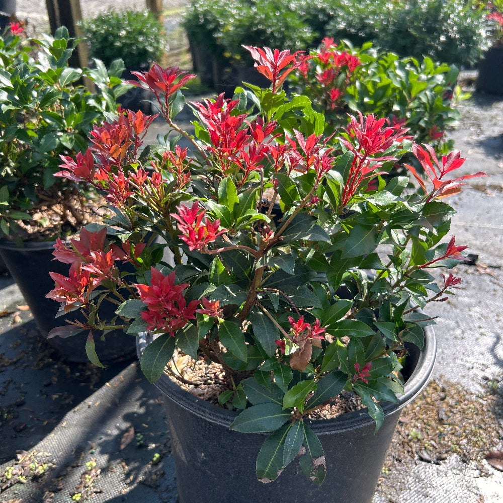 Mountain Fire Pieris with red new growth and white flowers