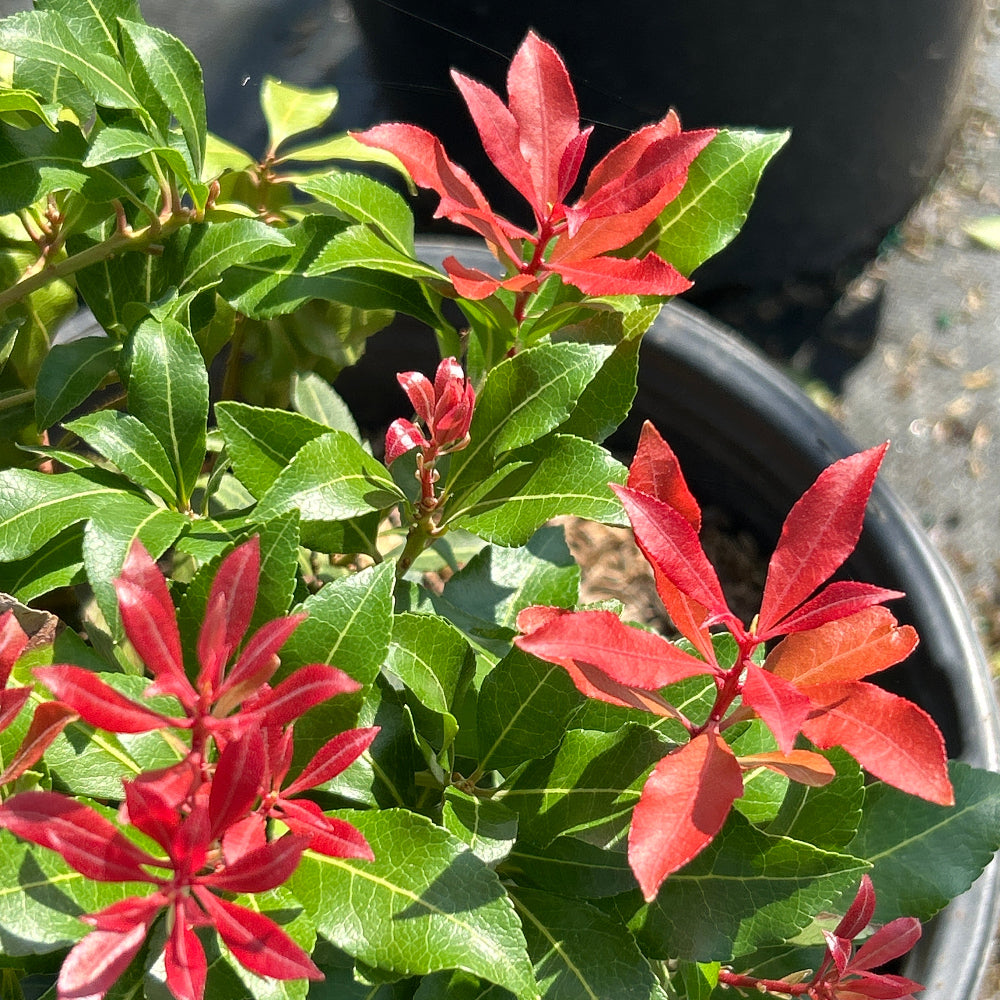 Pieris Mountain Fire
