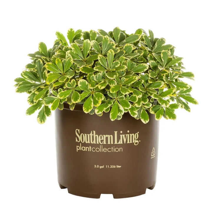pittosporum plant Mojo Dwarf Pittosporum, Japanese Mock Orange, 3 Gallon