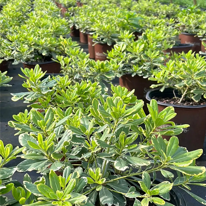 Mojo Pittosporum with cream edged green foliage