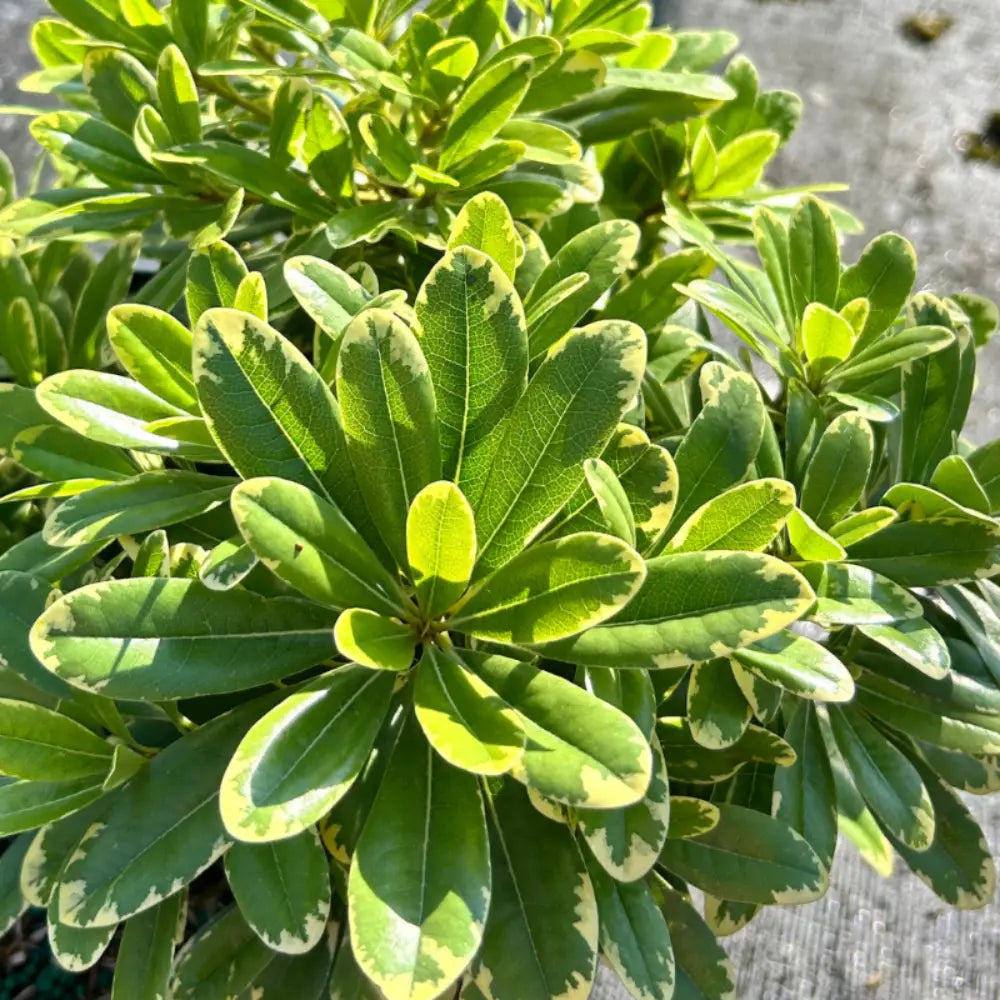 Mojo Pittosporum with cream edged green foliage