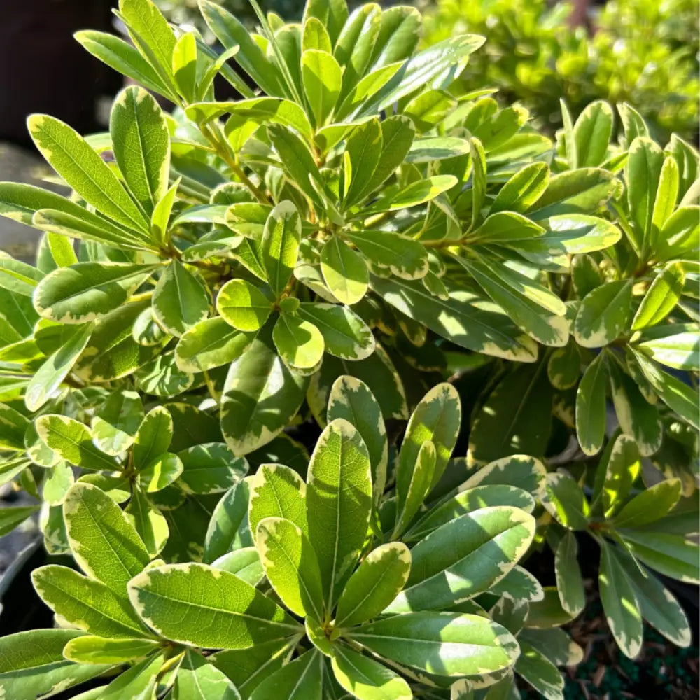 Mojo Pittosporum with cream edged green foliage
