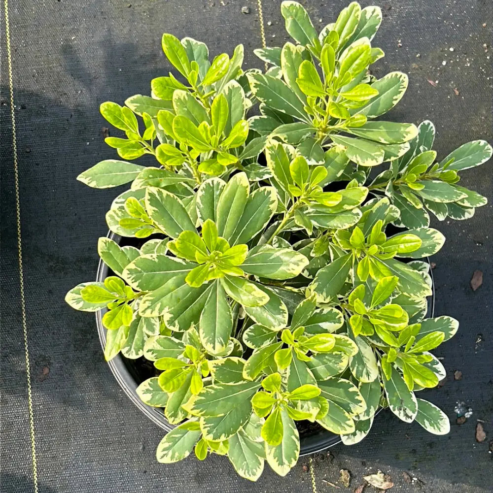 Mojo Dwarf Pittosporum, Japanese Mock Orange, 3 Gallon