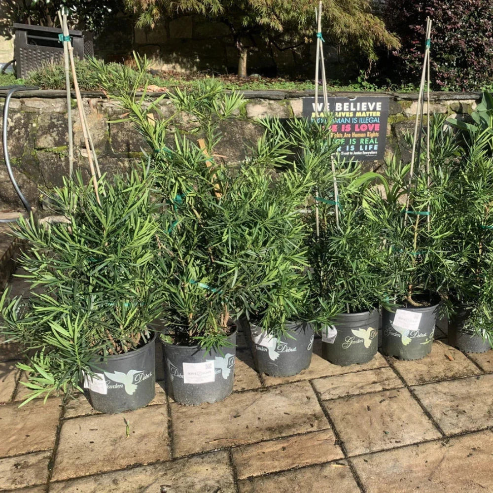 Emerald Flame Podocarpus with bright pink new growth and dark green foliage