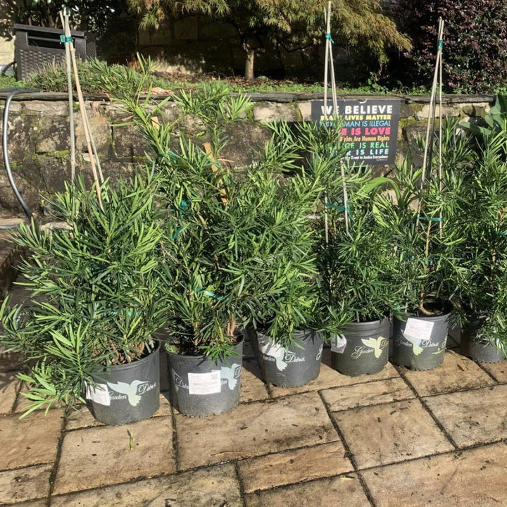 Emerald Flame Podocarpus with bright pink new growth and dark green foliage