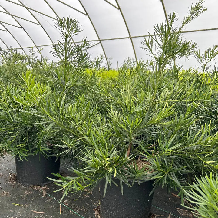 emerald tree house plant Podocarpus Emerald Flame™
